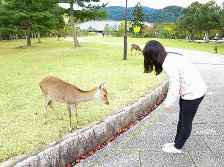 Osaka/ Tokyo Autumn Itinerary 2014: Day 4 (Part 1)- Kyoto's Nara Deer Park