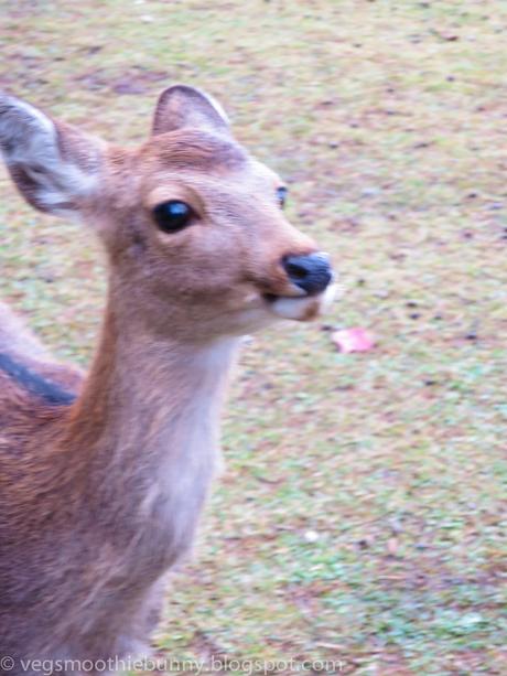 Osaka/ Tokyo Autumn Itinerary 2014: Day 4 (Part 1)- Kyoto's Nara Deer Park