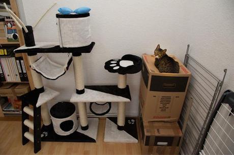 These Hilarious Cat Logic Will Reveal What Your Cat's Been Up To