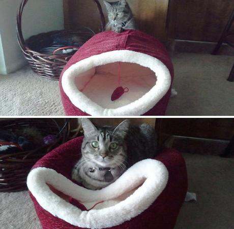These Hilarious Cat Logic Will Reveal What Your Cat's Been Up To