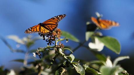Monsanto’s Roundup system threatens extinction of monarch butterflies – report Monsanto’s Roundup system threatens extinction of monarch butterflies – report
