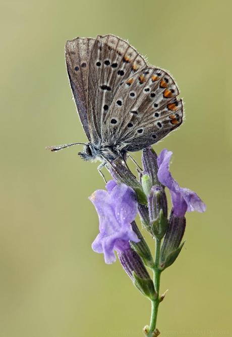 Polyommatus Icarus, Argus Bleu ,Common Blue Polyommatus Icarus, Argus Bleu ,Common Blue