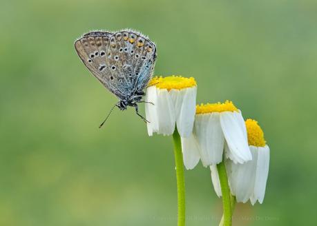 Polyommatus Icarus, Argus Bleu ,Common Blue Polyommatus Icarus, Argus Bleu ,Common Blue
