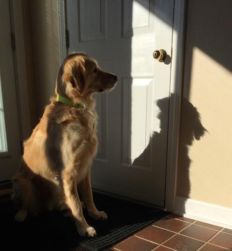 A Dog Meets His Shadow