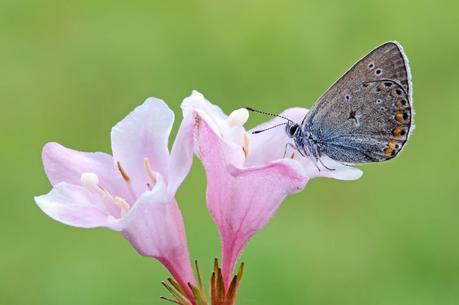 Polyommatus amandus, Azuré de la jarosse Polyommatus amandus, Azuré de la jarosse