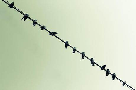 Hanging out! 5-birds-hyderabad-harsha-photography