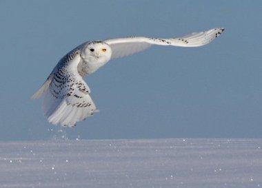 Get outdoors on Valentine’s Day by participating in Great Backyard Bird Count NickHunter1.JPG