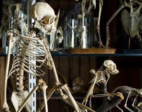The Best Museums in #London No.11: The Grant Museum of Zoology @GrantMuseum The Best Museums in #London No.11: The Grant Museum of Zoology @GrantMuseum