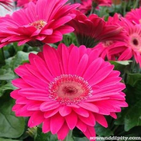 Flowers Help, Flowers Heal Flowers Help, Flowers Heal