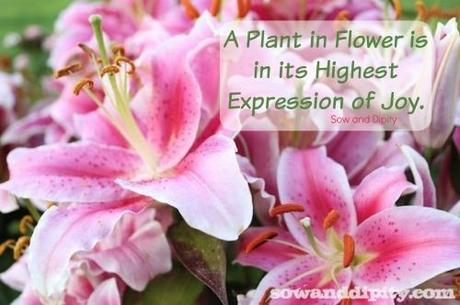 Flowers Help, Flowers Heal Flowers Help, Flowers Heal