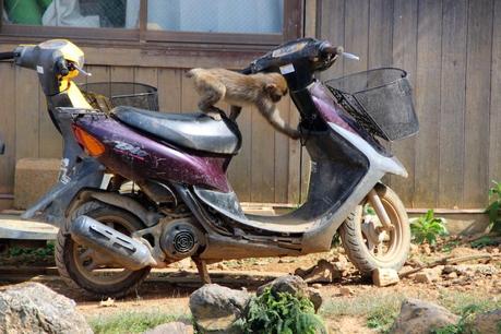 Picture of a monkey trying to start a motorbike!