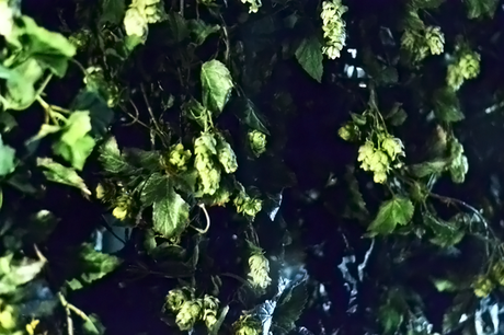 Guinness storehouse hops Guinness, storehouse, hops, plant, brewery, beer, irish