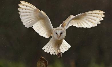 Operation Owl: boxes help save these beautiful bellwethers of biodiversity