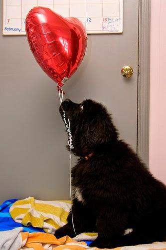 Photos: Valentine's Day goes to the dogs Photos: Valentine's Day goes to the dogs