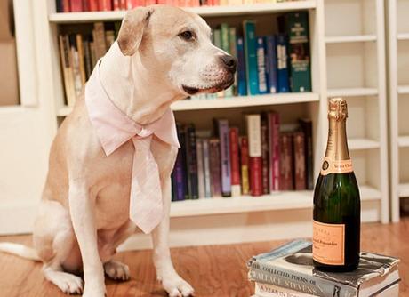 Doggy date night: How to include your dog in your Valentine's Day celebration Doggy date night: How to include your dog in your Valentine's Day celebration