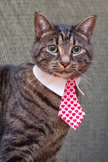 Photos: Festive felines share the love this Valentine's Day