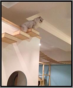 Cat Cafe Review: Maison de Moggy, 26 Hamilton Place, Edinburgh Maison de Moggy cats cat cafe Edinburgh