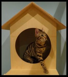 Cat Cafe Review: Maison de Moggy, 26 Hamilton Place, Edinburgh Maison de Moggy cats cat cafe Edinburgh
