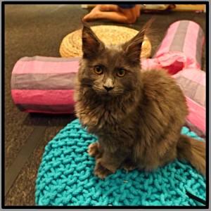 Cat Cafe Review: Maison de Moggy, 26 Hamilton Place, Edinburgh Maison de Moggy cats cat cafe Edinburgh