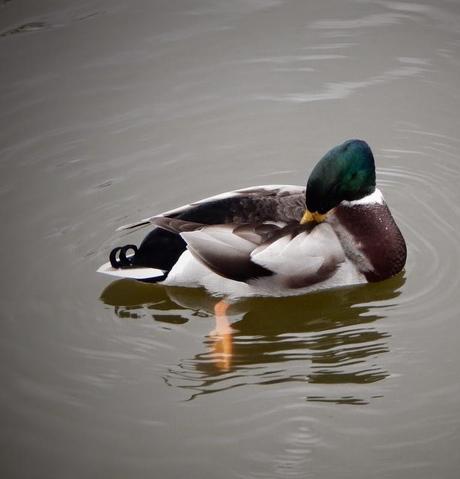 Brummie Parklife Brummie Parklife