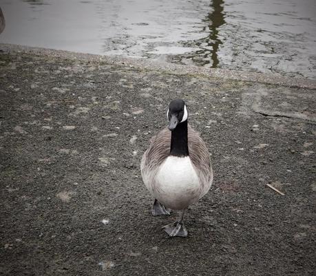 Brummie Parklife Brummie Parklife