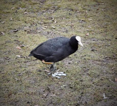 Brummie Parklife Brummie Parklife