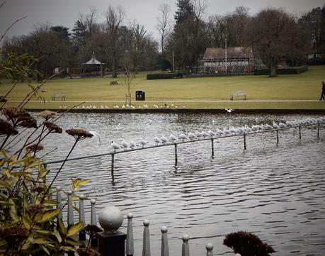 Brummie Parklife Brummie Parklife