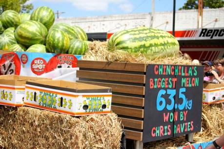 We love big melons … this year's biggest melon falls a fair bit short of the record of 87kg, but it was still huge. 