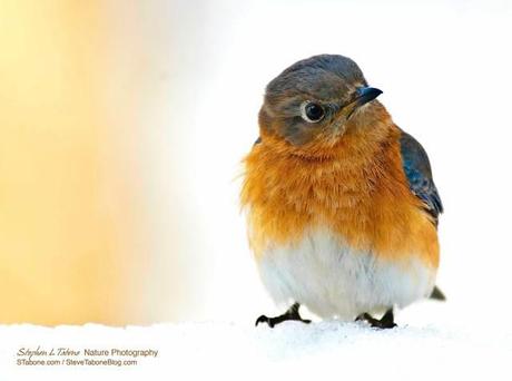 Bluebird-in-the-Snow