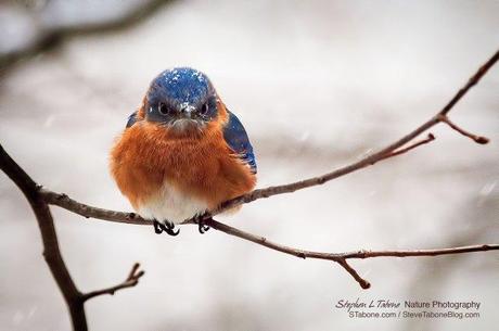 Angry-Snow-Covered-Bluebird