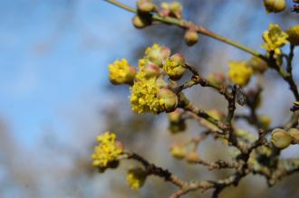 Cornus officinalis Flower Buds (08/02/2015, Kew Gardens, London)