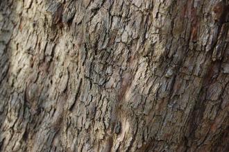 Cornus officinalis Bark (08/02/2015, Kew Gardens, London)