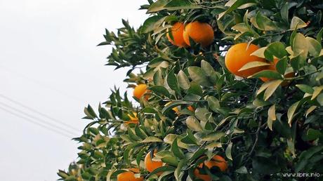 Japan Diaries: The Citrus Capital of Japan - Setoda, Onomichi City Japan Diaries: The Citrus Capital of Japan - Setoda, Onomichi City
