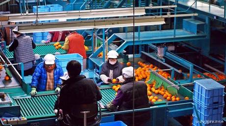 Japan Diaries: The Citrus Capital of Japan - Setoda, Onomichi City Japan Diaries: The Citrus Capital of Japan - Setoda, Onomichi City