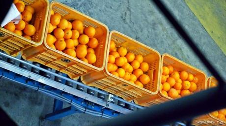 Japan Diaries: The Citrus Capital of Japan - Setoda, Onomichi City Japan Diaries: The Citrus Capital of Japan - Setoda, Onomichi City