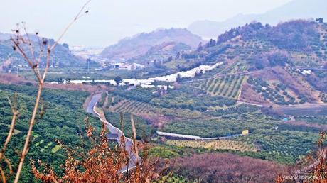 Japan Diaries: The Citrus Capital of Japan - Setoda, Onomichi City Japan Diaries: The Citrus Capital of Japan - Setoda, Onomichi City