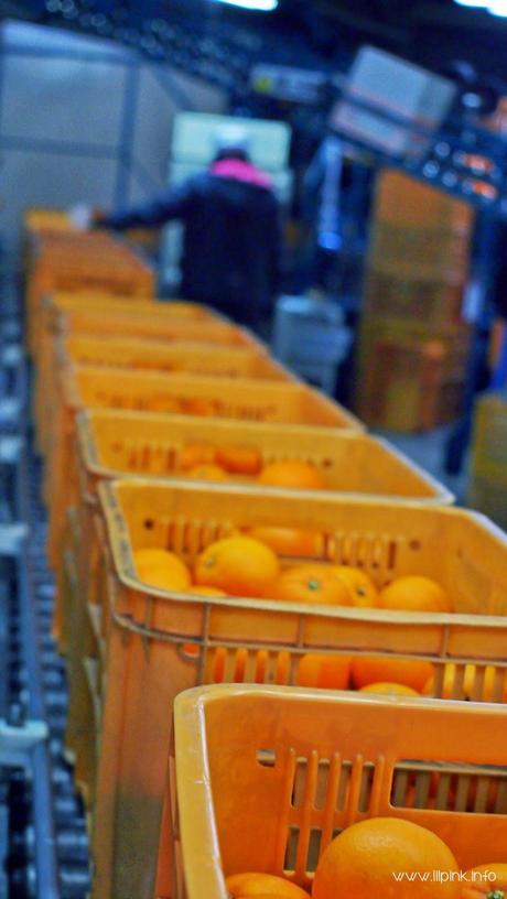 Japan Diaries: The Citrus Capital of Japan - Setoda, Onomichi City Japan Diaries: The Citrus Capital of Japan - Setoda, Onomichi City