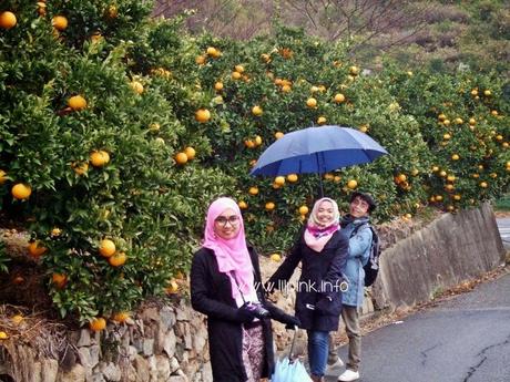 Japan Diaries: The Citrus Capital of Japan - Setoda, Onomichi City Japan Diaries: The Citrus Capital of Japan - Setoda, Onomichi City