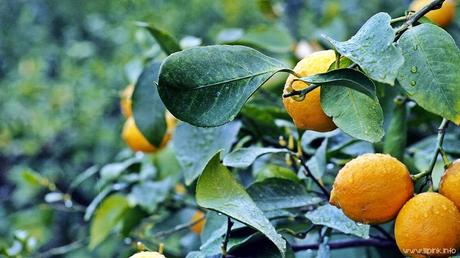 Japan Diaries: The Citrus Capital of Japan - Setoda, Onomichi City Japan Diaries: The Citrus Capital of Japan - Setoda, Onomichi City