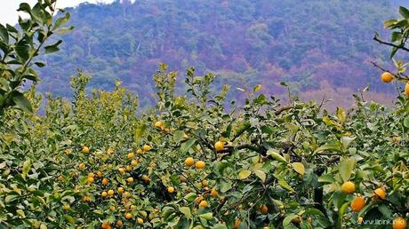 Japan Diaries: The Citrus Capital of Japan - Setoda, Onomichi City Japan Diaries: The Citrus Capital of Japan - Setoda, Onomichi City