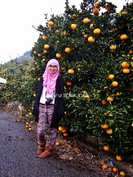 Japan Diaries: The Citrus Capital of Japan - Setoda, Onomichi City Japan Diaries: The Citrus Capital of Japan - Setoda, Onomichi City