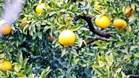 Japan Diaries: The Citrus Capital of Japan - Setoda, Onomichi City Japan Diaries: The Citrus Capital of Japan - Setoda, Onomichi City