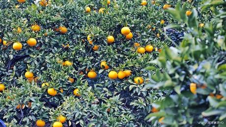 Japan Diaries: The Citrus Capital of Japan - Setoda, Onomichi City Japan Diaries: The Citrus Capital of Japan - Setoda, Onomichi City