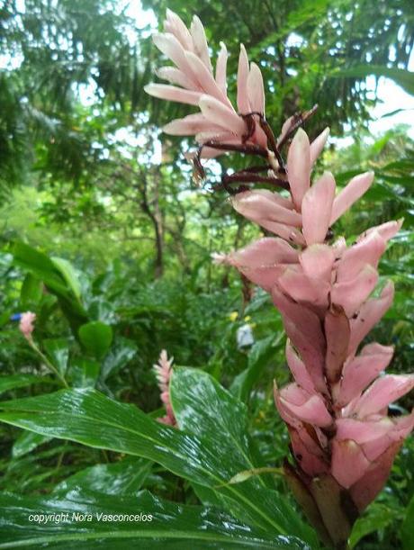 Weekly Photo: Rule of Thirds Flower by NVS