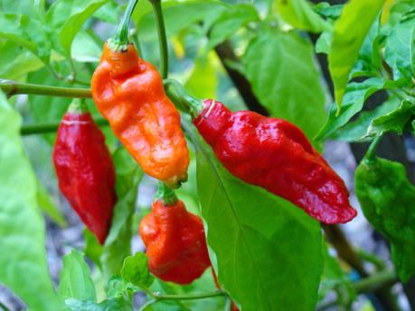 Chillis that can capsaize you!