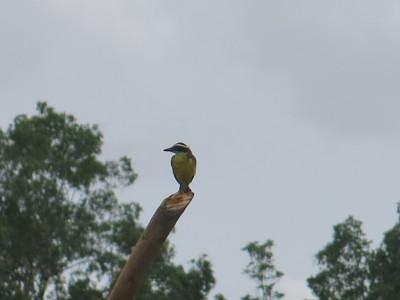 World Borders: How to Get From Guyana to Suriname (Ferry from Moleson Creek to South Drain) A bird at the Suriname to Guyana border.