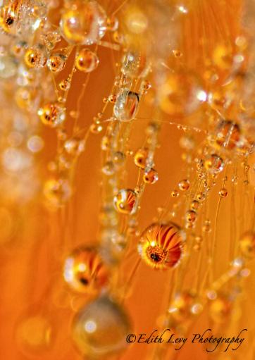 water drops, gerber flower, refraction, milkweed, macro photography