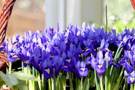 Iris-Crocus-and-Hellebores