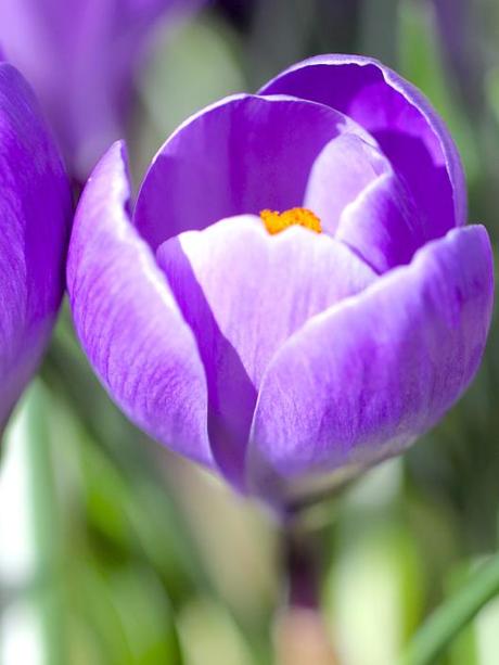 Iris-Crocus-and-Hellebores