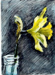 Daffodil from Teri